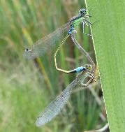 Tropical Bluetail tandem mating